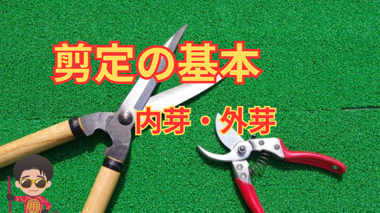 剪定の基本|頂芽を知れば、内芽と外芽がわかる